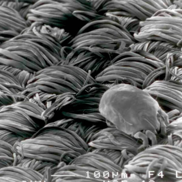 Blissy Sleep More, Sleep Better, and Sleep Comfy With The Best Silk